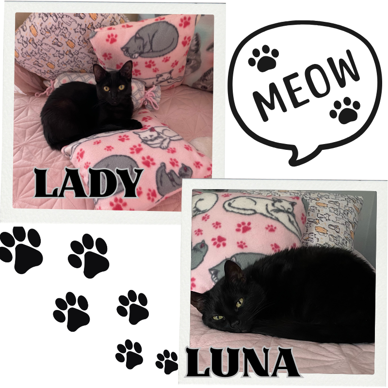 Lady and Luna Press Blog 2